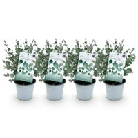 Green boutiQ - Terrasplant - Eucalyptus boom - Eucalyptus gunni - Grijs - 4 Planten - Winterhard - Pot 14cm Hoogte 30cm