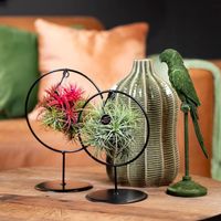 Tillandsia Magic Ball - thumbnail