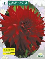Zomer Bloembollen Dahlia Cactus Helga per 1 - Baltus