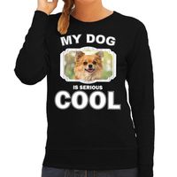Honden liefhebber trui / sweater Chihuahua my dog is serious cool zwart voor dames - thumbnail