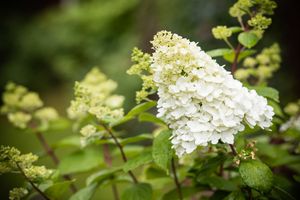 Pluimhortensia op stam