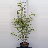 Magnolia Soulangeana - 100 - 125 cm - 1 stuks