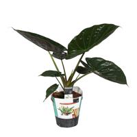 Alocasia Wentii (Olifantsoor) - P 19 cm