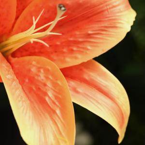 Casablanca Kunst Lelie 70cm oranje