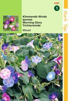 Ipomoea Purpurea Gemengd - Hortitops Ipomoea Purpurea Gemengd - Hortitops
