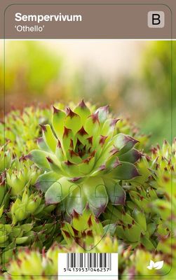 Vips Sempervivum Othello - Huislook
