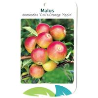 Malus Domestica Cox s Orange Pippin - Oosterik home