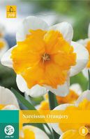 Narcissus Orangery 4 bollen - JUB - thumbnail