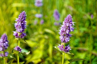 Dropplant Agastache 'blue boa'