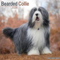 Bearded Collie Kalender 2026