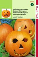 Pompoen Jack O Latern Cucurbita Pepo - Hortitops