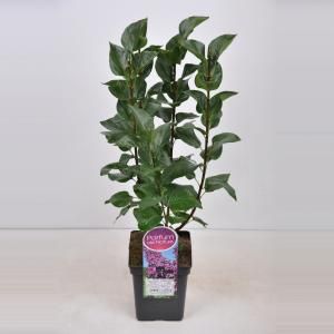 Sering (syringa vulgaris "Ludwig Späth") - 50-70 cm - 1 stuks