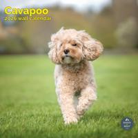 Cavapoo Kalender 2026