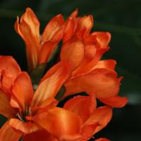 Freesia Kunsttak 53cm Oranje