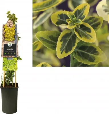 Euonymus fortunei 'Emerald n Gold' - Kardinaalshoed