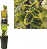 Euonymus fortunei 'Emerald n Gold' - Kardinaalshoed
