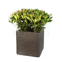 Pot vierkant Rib NL 40x40x40 zwart + skimmia