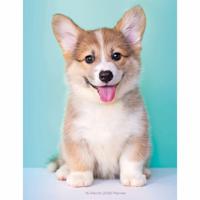 Puppies A5 Agenda 2026