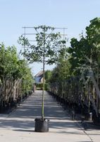 Sierpeer als leiboom Pyrus call. Chanticleer h 300 cm st. omtrek 10 cm st. h 180 cm - Warentuin Natuurlijk - thumbnail