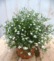 Gipskruid Gypsophila muralis wit Warentuin Natuurlijk - Warentuin natuurlijk