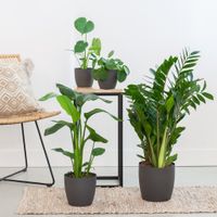 Musthave Plantenbox - 4 stuks - thumbnail