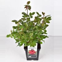 Grootbloemige roos (rosa "Ingrid Bergman"® - C5 - 1 stuks