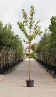 Sierkers met goudgele stam Prunus maackii Amber beauty h 450 cm st. omtrek 16 cm - Warentuin Natuurlijk - thumbnail