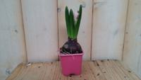 5 stuks! Bolletjes Hyacint roze in klein potje Voorjaarsbollen Hyacinthus Warentuin Natuurlijk - Warentuin natuurlijk