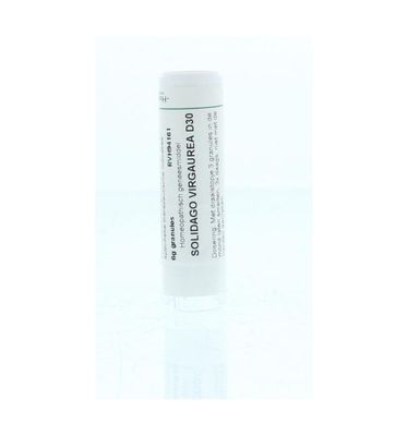 Solidago virgaurea D30
