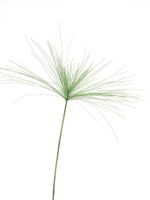 Cyperus tak 94cm