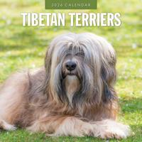Tibetaanse Terrier Kalender 2026