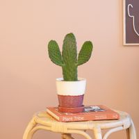 Cactus Opuntia - P12