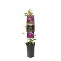 Rode bosrank (Clematis "Rouge Cardinal") klimplant 70 cm - thumbnail