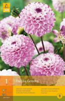 Dahlia Genova 1 st Jub Dahlia JUB - Jub