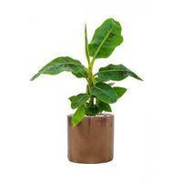 Plant in Pot Musa Dwarf Cavandish 85 cm kamerplant in Cylinder Gold 30 cm bloempot - thumbnail