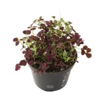 Klaver plantje rood (Trifolium Repens Pentaphyllum) – P 10 cm Klaver plantje rood (Trifolium Repens Pentaphyllum) – P 10 cm