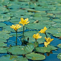 Watergentiaan / Nymphoides peltata - thumbnail