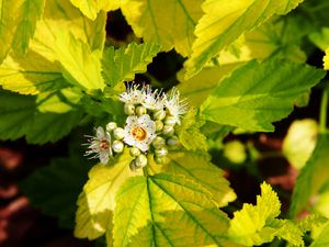 Blaasspirea op stam