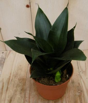 Kamerplant Vrouwentong Sansevieria donkergroen mini - Warentuin natuurlijk