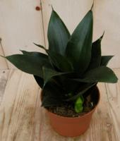 Kamerplant Vrouwentong Sansevieria donkergroen mini - Warentuin natuurlijk