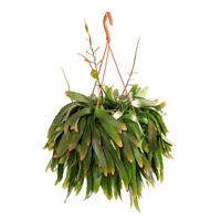 Rhipsalis Ramulosa &apos;Red Coral&apos; - P21