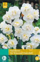 Narcissus Sir Winston Churchill 4 bollen - JUB - thumbnail