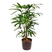 Rhapis palm excelsa M hydrocultuur plant - thumbnail