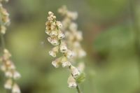 Tellima - thumbnail