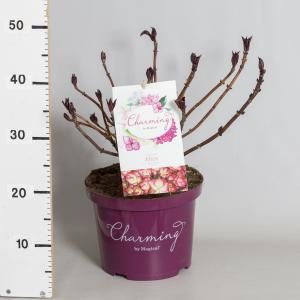 Hydrangea Macrophylla "Charming® Alice Pink"® boerenhortensia - 30-40 cm - 1 stuks
