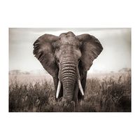 Glasschilderij - Olifant - 160 x 110 x 0,4 cm