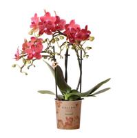 Kolibri Orchids | rode Phalaenopsis orchidee - Congo - potmaat Ø9cm | bloeiende kamerplant - vers van de kweker Kolibri Orchids | rode Phalaenopsis orchidee - Congo - potmaat Ø9cm | bloeiende kamerplant - vers van de kweker