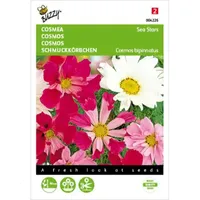 Cosmos, Cosmea Sea Stars gemengd