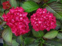 Hortensia