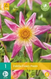 1 Dahlia Fancy Pants